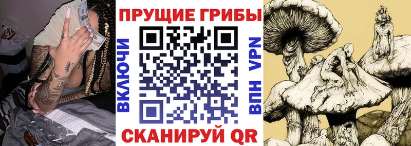 Псилоцибиновые грибы Psilocybe Бикин